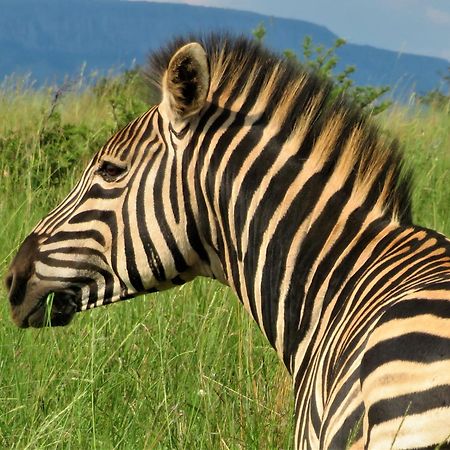 African Hills Safari Lodge & Spa Magaliesburg Esterno foto