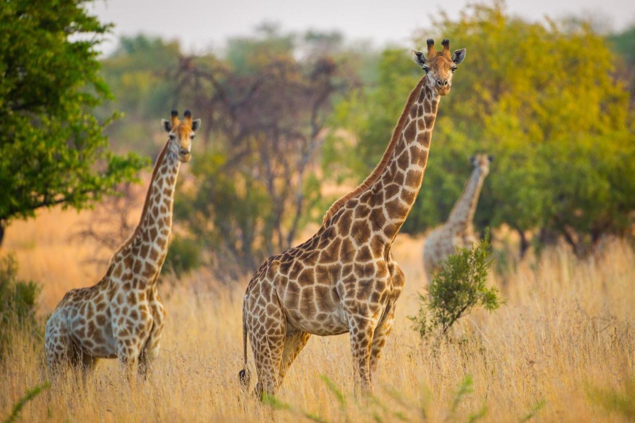 African Hills Safari Lodge & Spa Magaliesburg Esterno foto