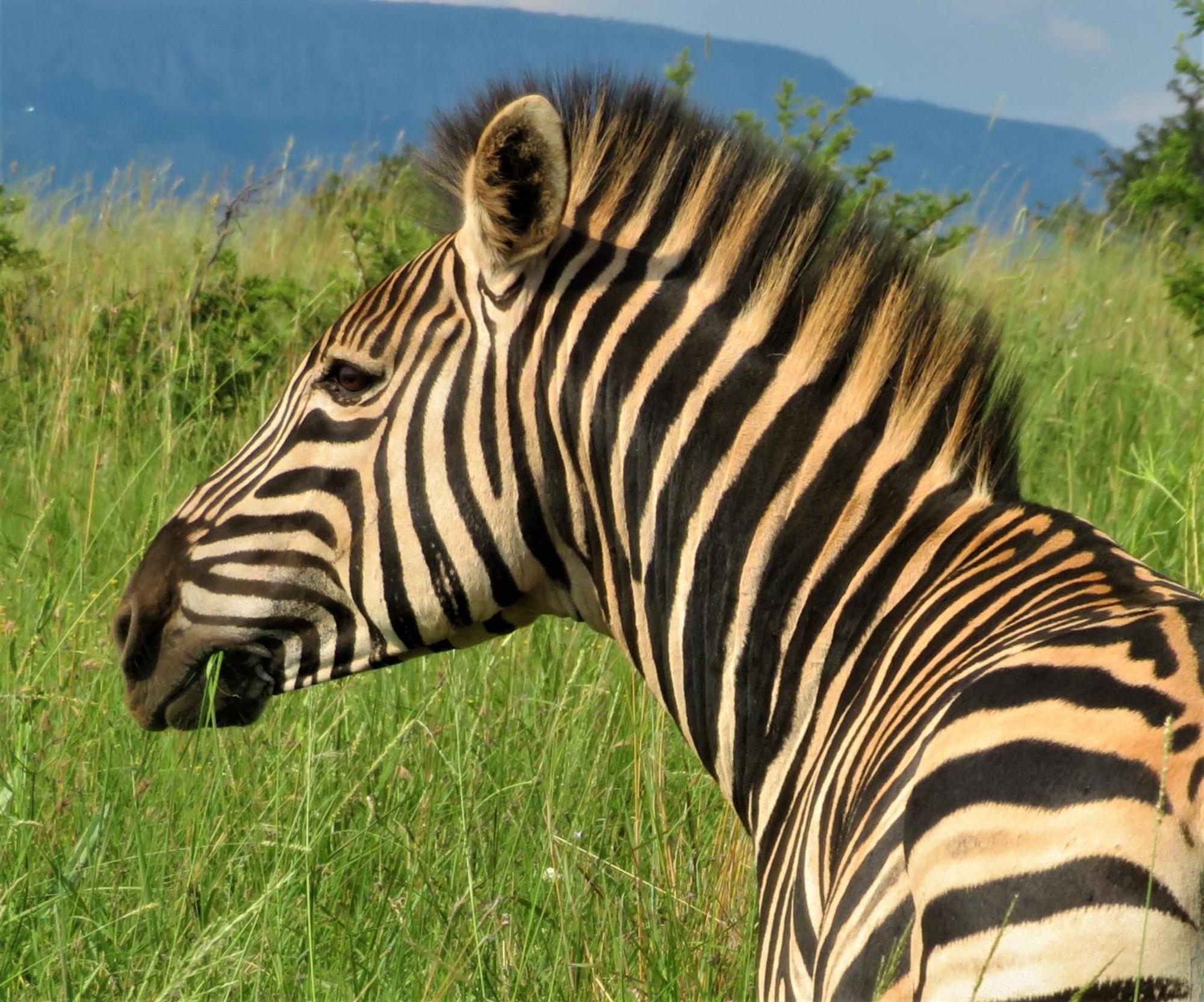 African Hills Safari Lodge & Spa Magaliesburg Esterno foto