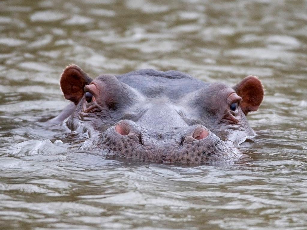 African Hills Safari Lodge & Spa Magaliesburg Esterno foto